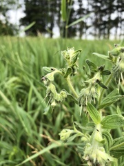 Lithospermum occidentale