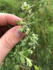 Lithospermum occidentale