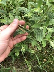 Lithospermum occidentale