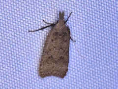 Dichomeris ventrellus