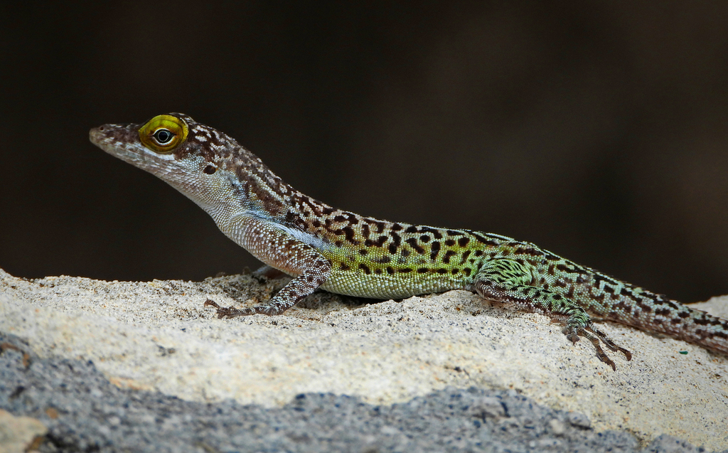 Barbuda Bank tree anole from Saint Philip, Antigua and Barbuda on June ...