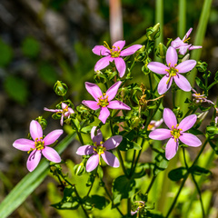 Sabatia angularis