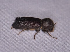 Amphicerus