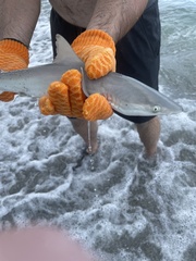 Carcharhinus acronotus