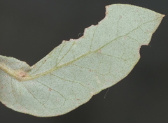 Andricus highlandensis