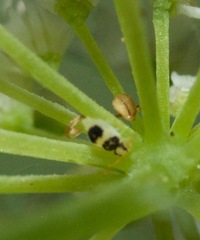 Deuterosminthurus bicinctus