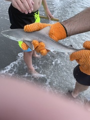 Carcharhinus acronotus