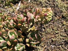 Sedum oregonense