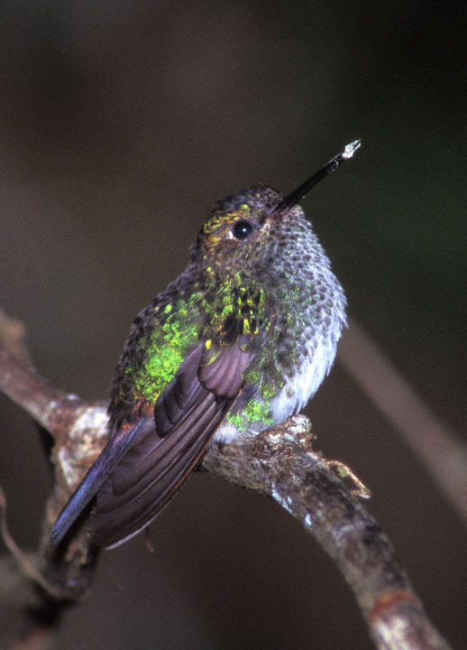 Haplophaedia Pufflegs