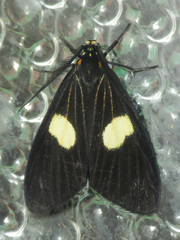 Dioptinae