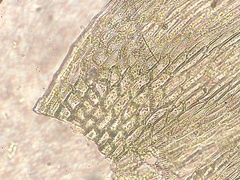 Brachythecium campestre