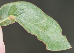 Andricus highlandensis