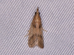 Peoria longipalpella