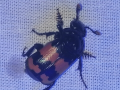 Nicrophorus investigator