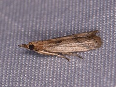 Peoria longipalpella
