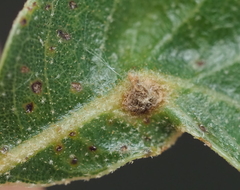 Andricus highlandensis