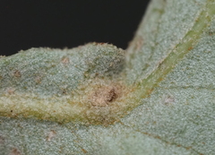 Andricus highlandensis