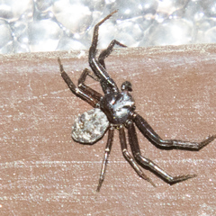 Coriarachne