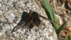 Bombylius fimbriatus