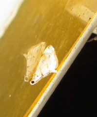 Neurophyseta clymenalis
