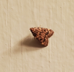 Aglossa disciferalis