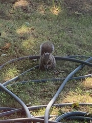 Sciurus carolinensis