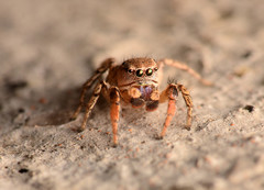 Habronattus texanus