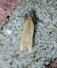 Mesophleps adustipennis