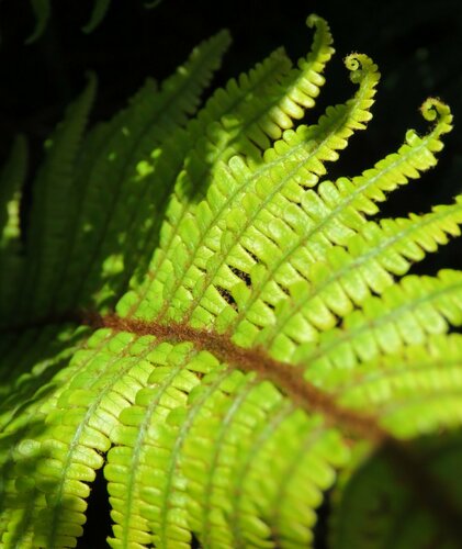 Dryopteris wallichiana iNat (3)