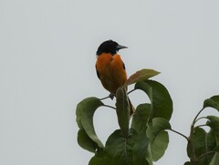 Icterus galbula