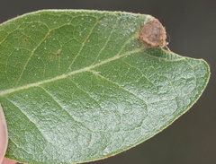 Andricus highlandensis