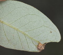 Andricus highlandensis