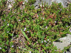 Lythrum maritimum