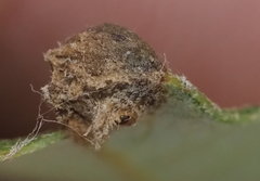 Andricus highlandensis