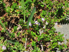 Lythrum maritimum