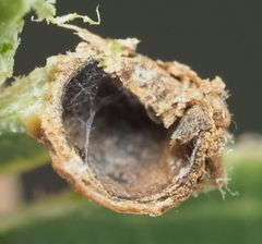 Andricus highlandensis