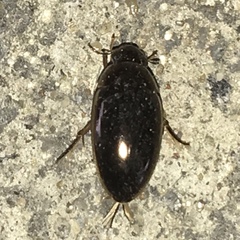 Tropisternus lateralis