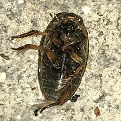 Tropisternus lateralis