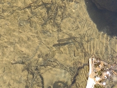 Notemigonus crysoleucas