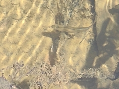 Hesperoleucus symmetricus