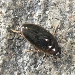 Tropisternus lateralis