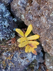 Polypodium macaronesicum azoricum