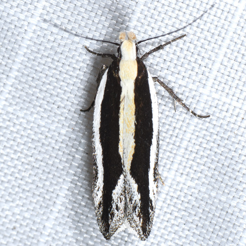 Aroga morenella