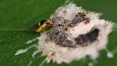 Thaumatomyia grata