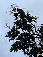 Chrysophyllum cainito