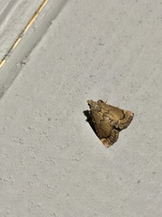 Hypsopygia phoezalis