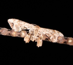 Calledapteryx dryopterata