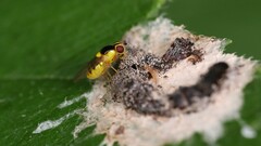 Thaumatomyia grata