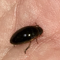 Tropisternus lateralis