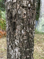 Chrysophyllum cainito